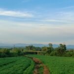 a green field with a dirt path running through it